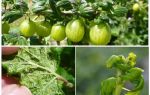 Hvordan slippe af med bladlus på krusebær