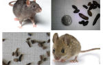 A quoi ressemblent les fientes de rats