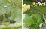 Hvordan slippe af bladlus på hindbær