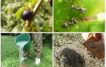 Hvordan håndtere maur og bladlus på currants