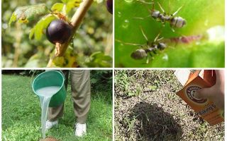 Como lidar com formigas e pulgões em groselhas