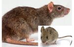 Hva er forskjellen mellom en mus og en rotte?