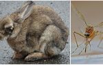 Hvordan gemmer kaniner fra myg på gaden og i kaninen