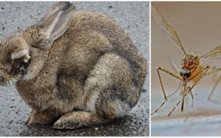 Jak uratować króliki przed komarami na ulicy iw królikach