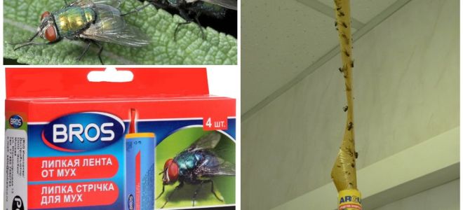 Magasin et remèdes populaires pour les mouches