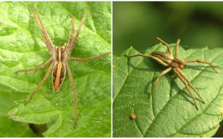 Opis i zdjęcia pająków z regionu Saratowa