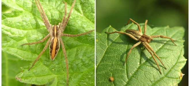 Beskrivelse og fotos af edderkopper i Saratov regionen