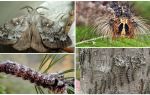 Beskrivelse og billede af en larve og sommerfugl af den sibiriske silkeorm