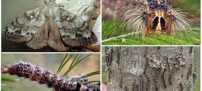 Beskrivelse og billede af en larve og sommerfugl af den sibiriske silkeorm