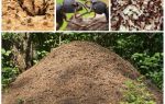 Mravi život u mravinjaku