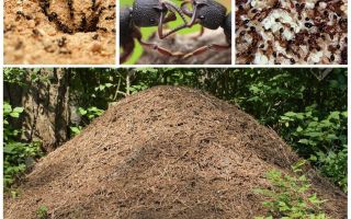 Życie mrówek w mrowisku