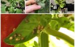 Hva og hvordan å håndtere bladlus på pepper i et drivhus og åpent felt