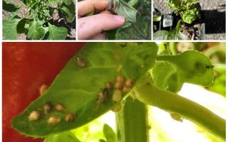 Hvad og hvordan man skal håndtere bladlus på peber i et drivhus og åbent felt