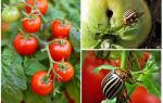Os tomates processo de escaravelho da batata
