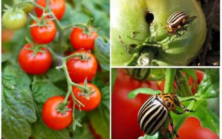 Jak przetwarzać pomidory z stonki ziemniaczanej