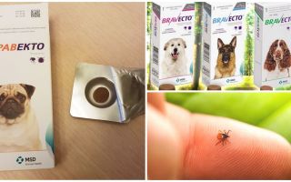 Tablets Bravekto de carrapatos para cães