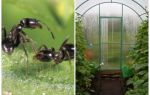 Hvordan man skal håndtere myrer i drivhuset folkemekanismer