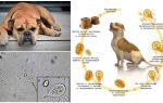 Symptomer og behandling av Giardia hos hunder