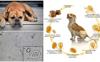 Symptômes et traitement de Giardia chez le chien