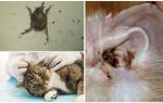 Symtom och behandling av öronmider hos katter