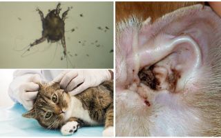 Simptomi i liječenje ušnih grinja u mačaka