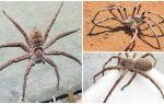 Aranha de caranguejo gigante