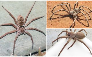 Gigantisk Krabbe Spider
