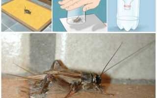 Kako povući cvrčke iz stana ili kuće