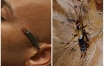 Điều gì sẽ xảy ra nếu earwig (dvuhvostok) dính vào tai