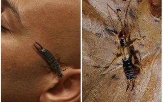 Ce se întâmplă dacă earwig-ul (dvuhvostok) ajunge în ureche