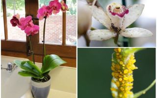 Como lidar com pulgões em orquídeas