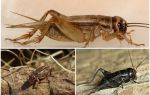 Hva spiser crickets hus