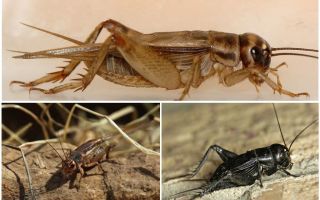Hvad spiser crickets hus