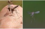 Hvilken lyd gjør en mygg