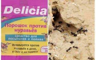 चींटियों Delicia पाउडर