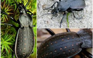 Escarabajo de tierra negro
