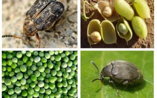 Pea weevil