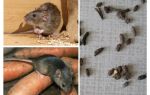Hvordan håndtere rotter i et privat hus