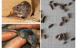 Como lidar com ratos em uma casa particular