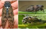 Beskrivning och bilder av cicadas flugor