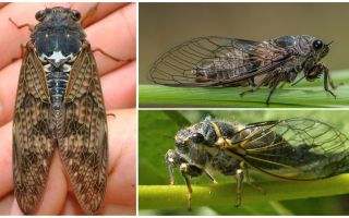 Cicada lidojumu apraksts un fotogrāfijas