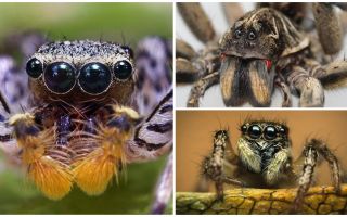 Koliko oči ima pauka