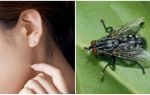 Kako dobiti muhu iz uha kod kuće