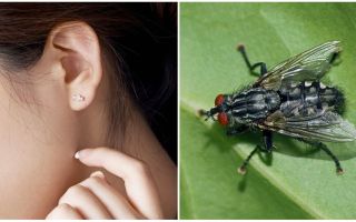 Jak wyciągnąć muchę z ucha w domu