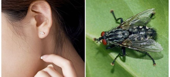 Kako dobiti muhu iz uha kod kuće
