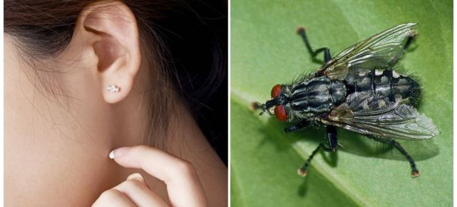 Cómo sacar una mosca de tu oreja en casa