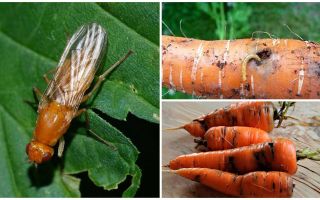 Cómo deshacerse de las moscas de la zanahoria