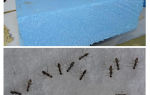 Μυρμήγκια, πεπόπληξη και αφρός