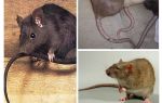 Hvorfor hater rotter