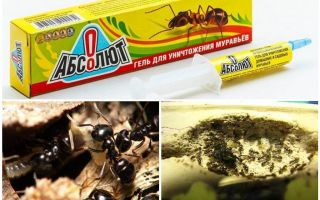 चींटियों से Absolut